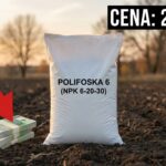 Cena Polifoska 6 listopad 2025: gdzie najtaniej?